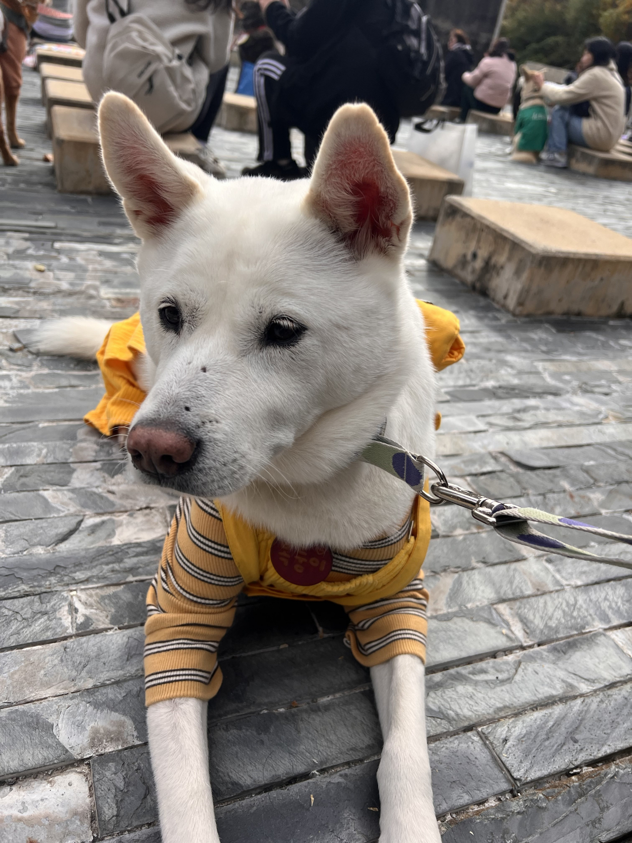 The Jindo dog of Kim Eun-ho, organizer of the Naver cafe called, "Let’s Go for a Walk, Jindo" (Photo courtesy of Kim)