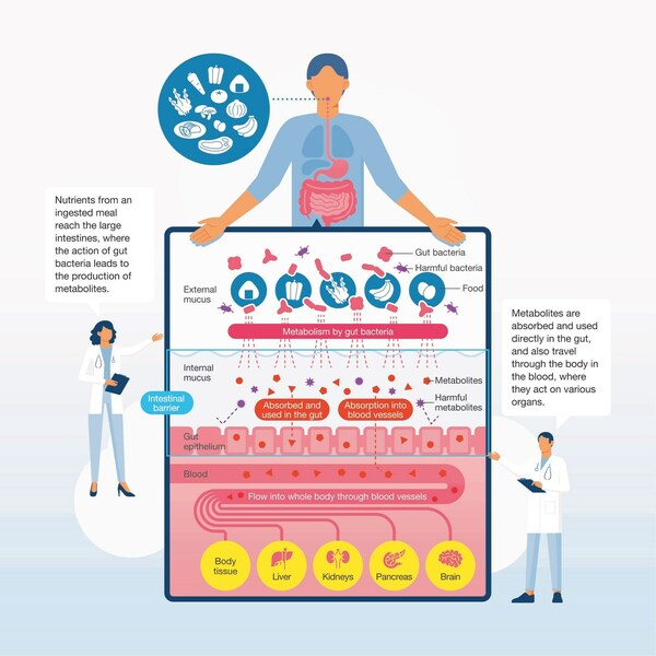 Cutting Edge Gut Microbiome Research Noster S Latest Solutions For