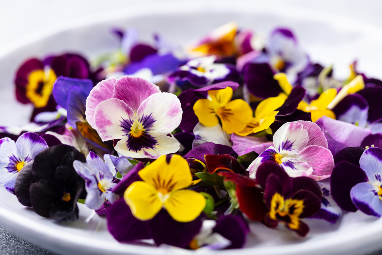 Edible flowers, field pansies, violets on white plate. Grey background. Close up.