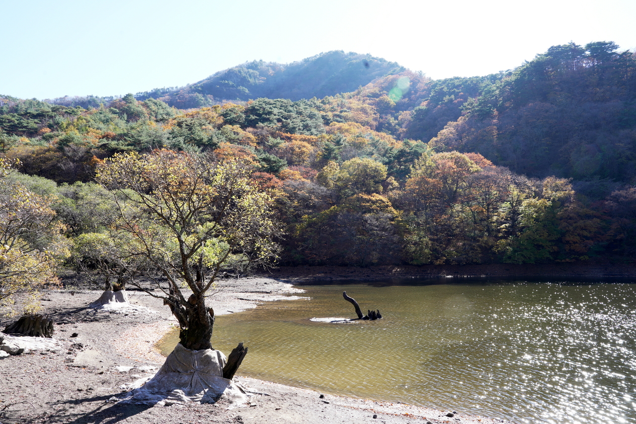 청송 주산지[청송군 제공]