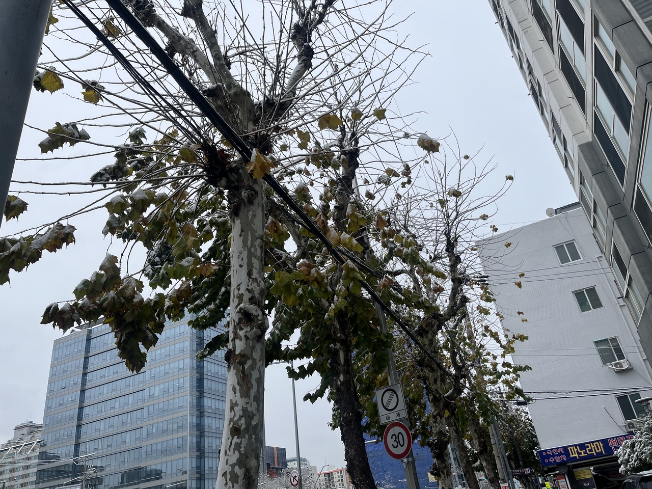 27일 서울에 11월 역대 가장 많은 눈이 쏟아지면서 잎이 다 떨어지지 않은 가로수에 눈이 쌓였다. 주소현 기자