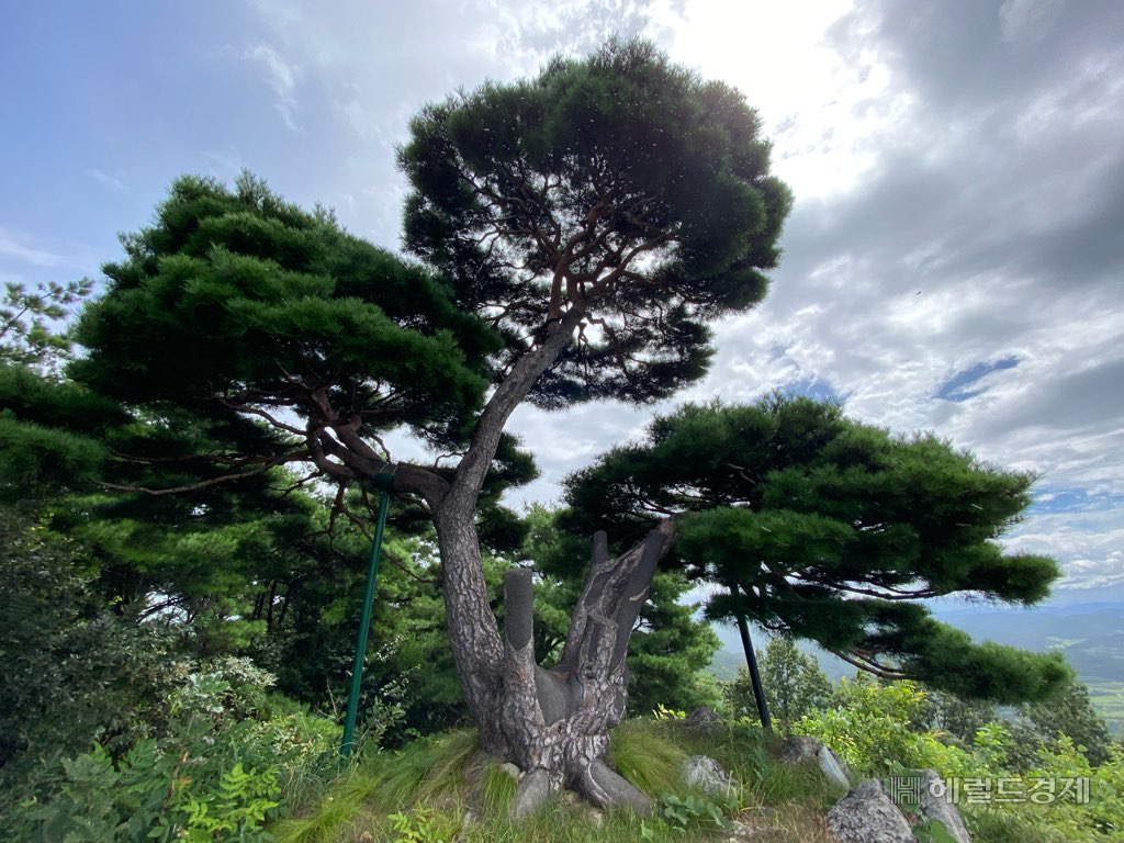 의성군이 마을 숲 소나무재선충병 예방 나무주사 투입에 나섰다(의성군 제공)