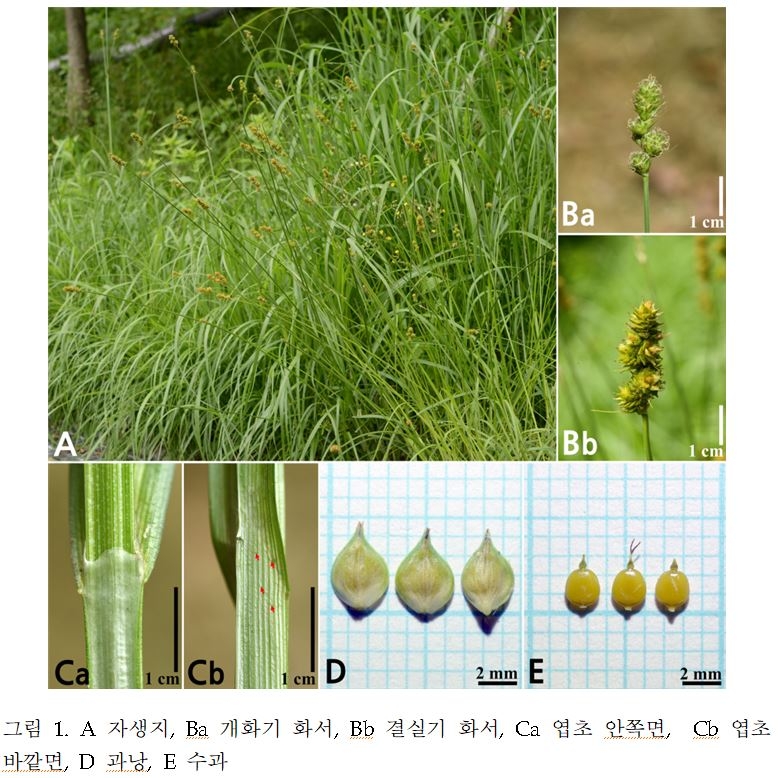 줄무늬미국타래사초 사진.[국립낙동강생물자원관 제공]