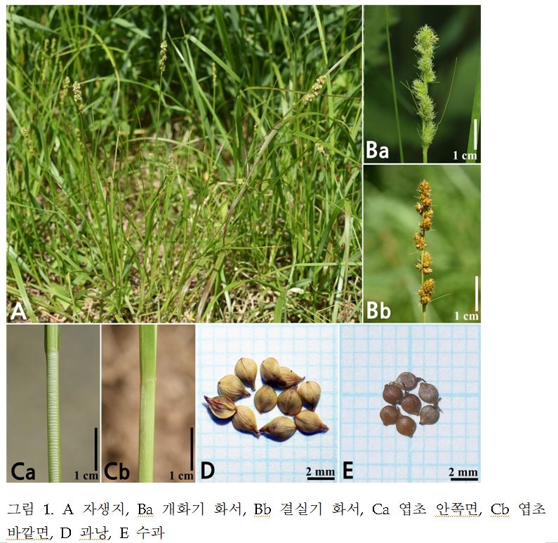 나도미국타래사초 사진.[국립낙동강생물자원관 제공]