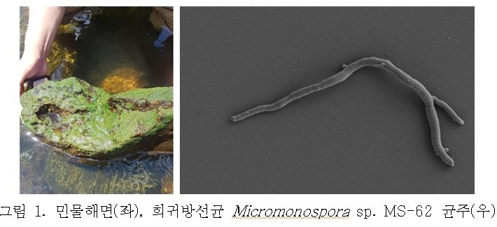 민물해면 및 희귀방선균 사진.[국립낙동강생물자원관 제공]