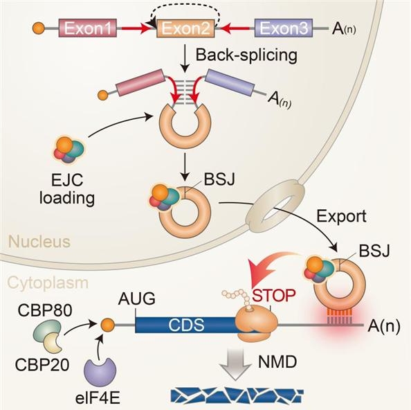 원형 RNA를 통한 표적 mRNA 발현 억제 기전 모식도.[KAIST 제공]