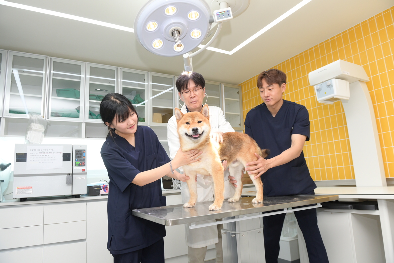 대구보건대 반려동물보건관리학과 재학생들이 동물보건 실무 실습을 진행하고 있다.[대구보건대 제공]