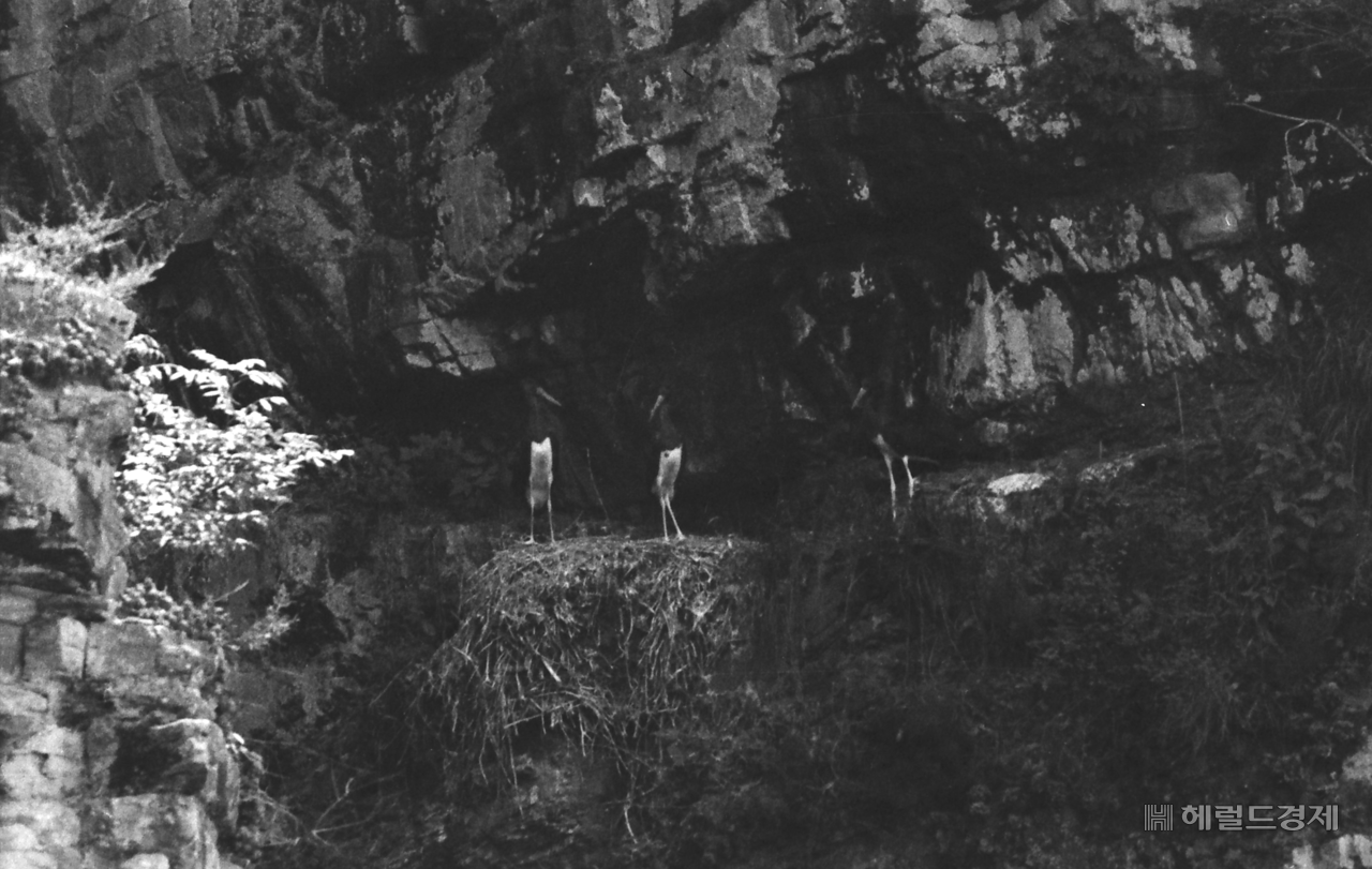 1964년 7월 당시  도산면 가송리에 마지막 모습을 보인  먹황새(안동시 제공)