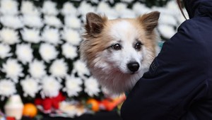 Dog left behind after Jeju Air crash visits memorial