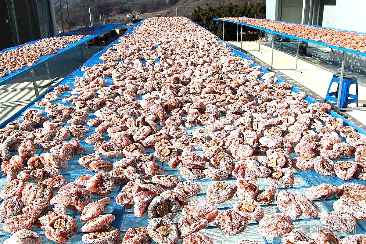 조선시대 임금에게 진상된 예천 명품 곶감 ‘은풍준시’ 건조 모습(예천군 제공)