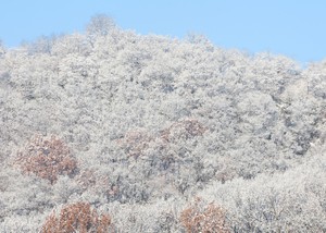 Heavy snowfall blankets North Jeolla