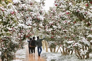 Greenery in the dead of winter