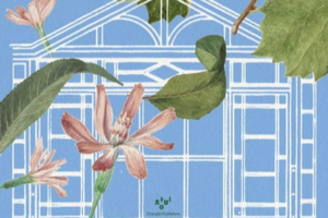 Unraveling of secrets, mysteries beneath once grandest greenhouse