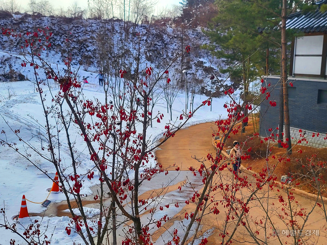 영주 선비세상에 루비 같은 진홍빛 산수유 열매가 추위에 떨고 있어 눈길을 끈다