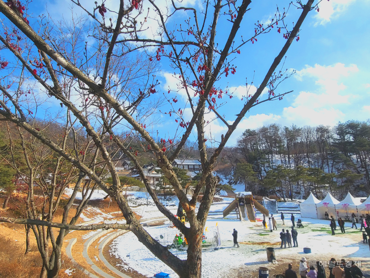 영주 선비세상에 루비 같은 진홍빛 산수유 열매가 추위에 떨고 있어 눈길을 끈다