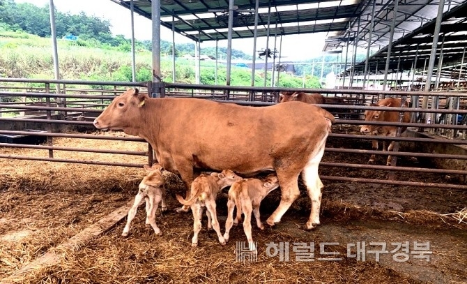 지난 2020년 예천군 용궁면 대은리 이서우 씨 농장에서 태어난 세쌍둥이 송아지들이 어미소로 부터 젖을 먹고 있다(헤럴드 DB)