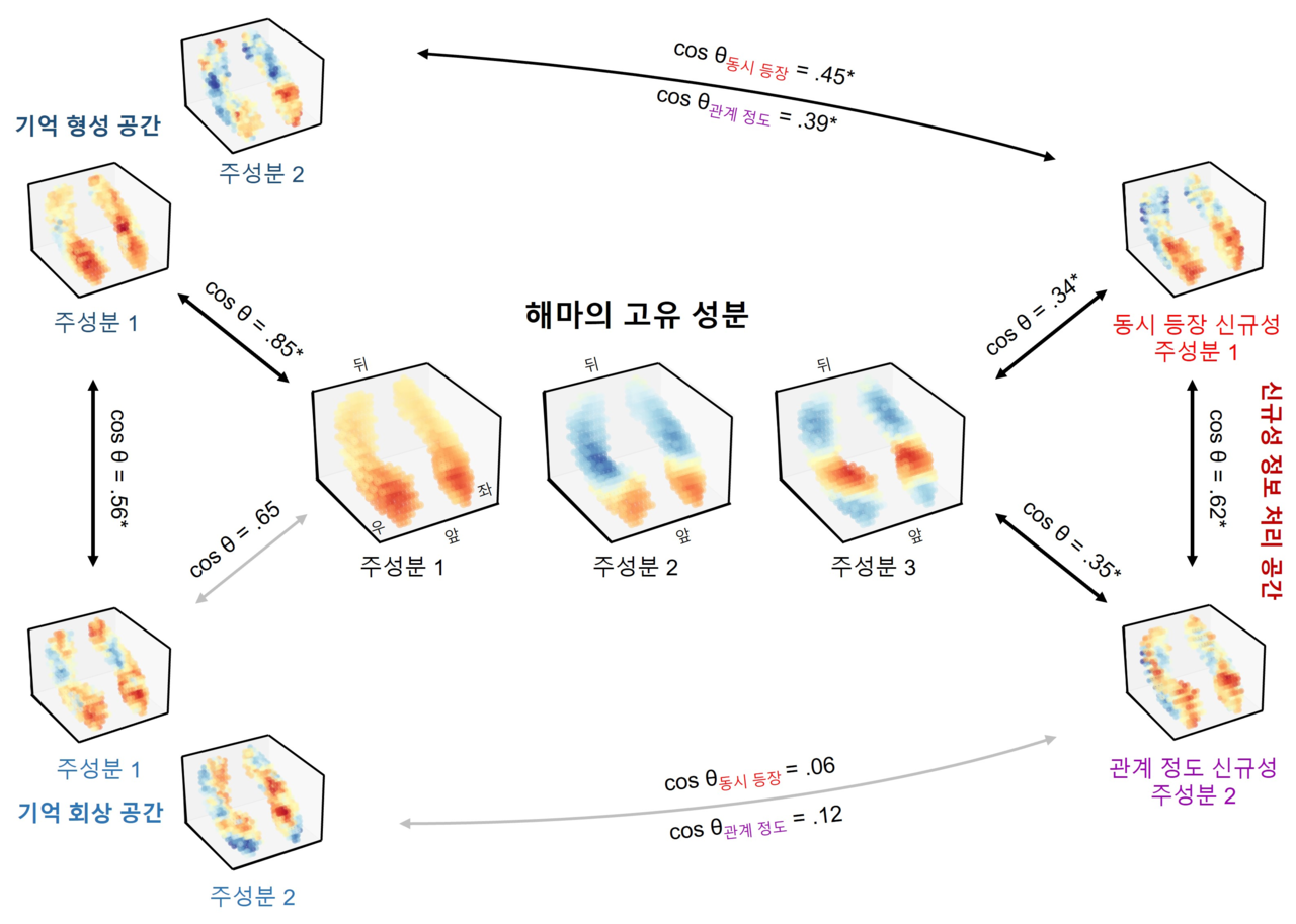 해마의 고유 성분과 하위 공간 성분의 비교.[IBS 제공]