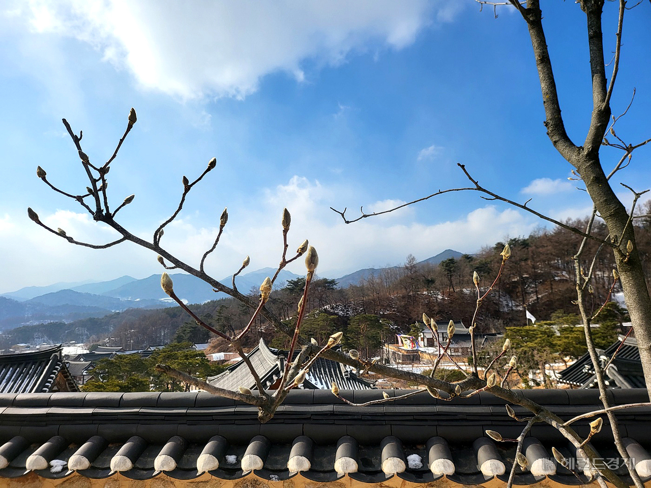 정월대보름을 하루 앞둔 11일, 경북 영주 선비 세상 정음정 인근에 목련꽃 봉오리가 하얀 속살을 드러내고 있다.