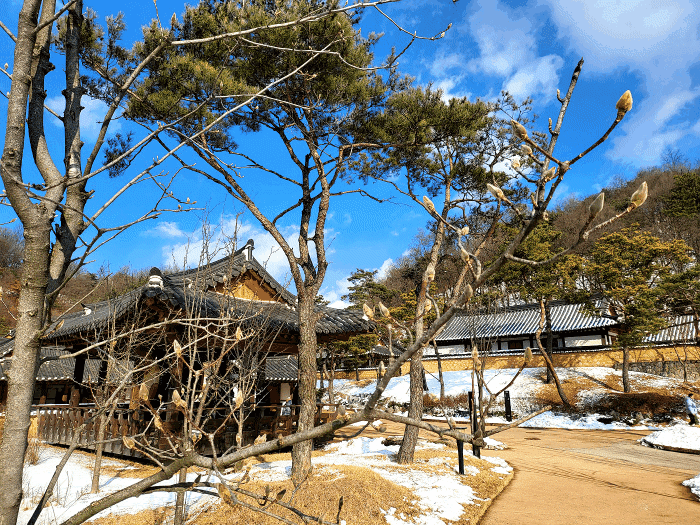 정월대보름을 하루 앞둔 11일, 경북 영주 선비 세상 정음정 인근에 목련꽃 봉오리가 하얀 속살을 드러내고 있다.