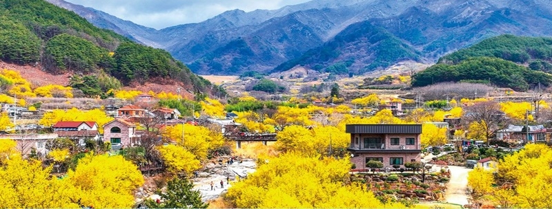 매년 3월에 만개하는 구례 산수유 마을. [구례군 제공]