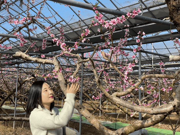[청도군 제공]