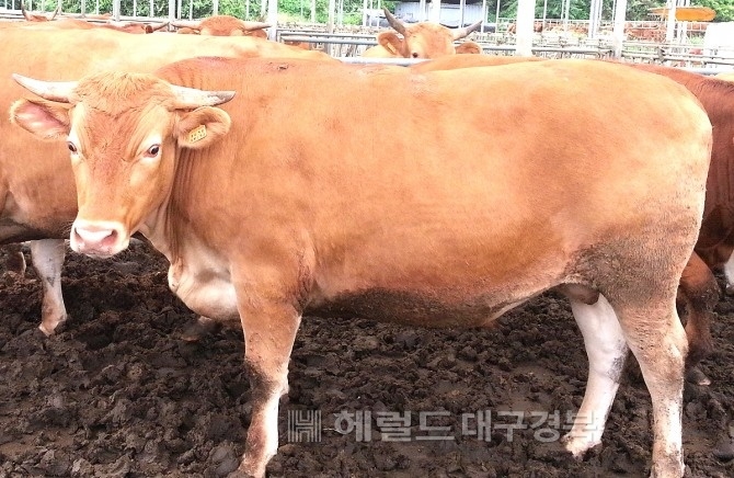 안동한우 사육 모습(헤럴드 DB)