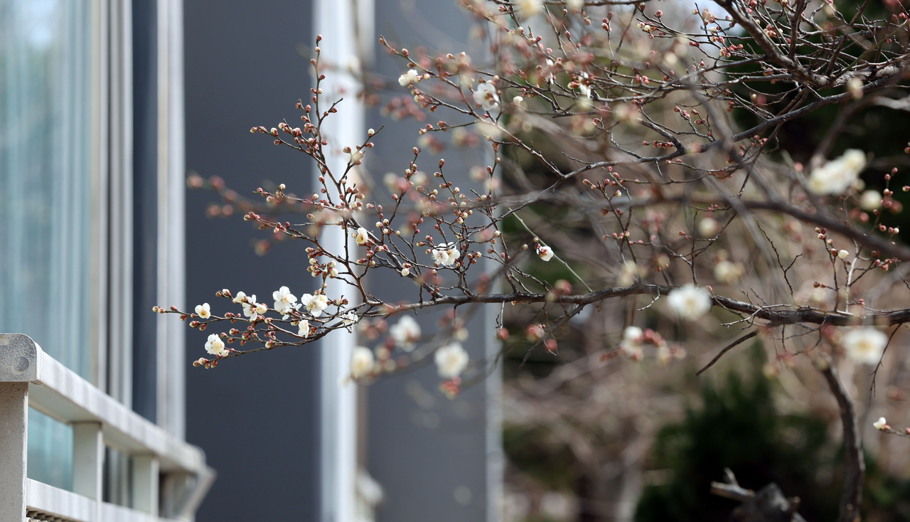 Cherry blossoms are seen blooming outside an apartment complex in Changwon, South Gyeongsang Province, Friday. (Yonhap)