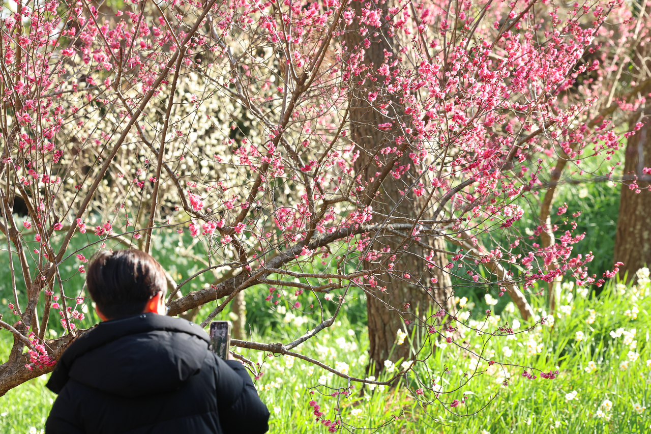 A visitor takes a photo of plum flowers at Hallim Park in Hallim-eup on Jeju Island, Tuesday. (Yonhap)