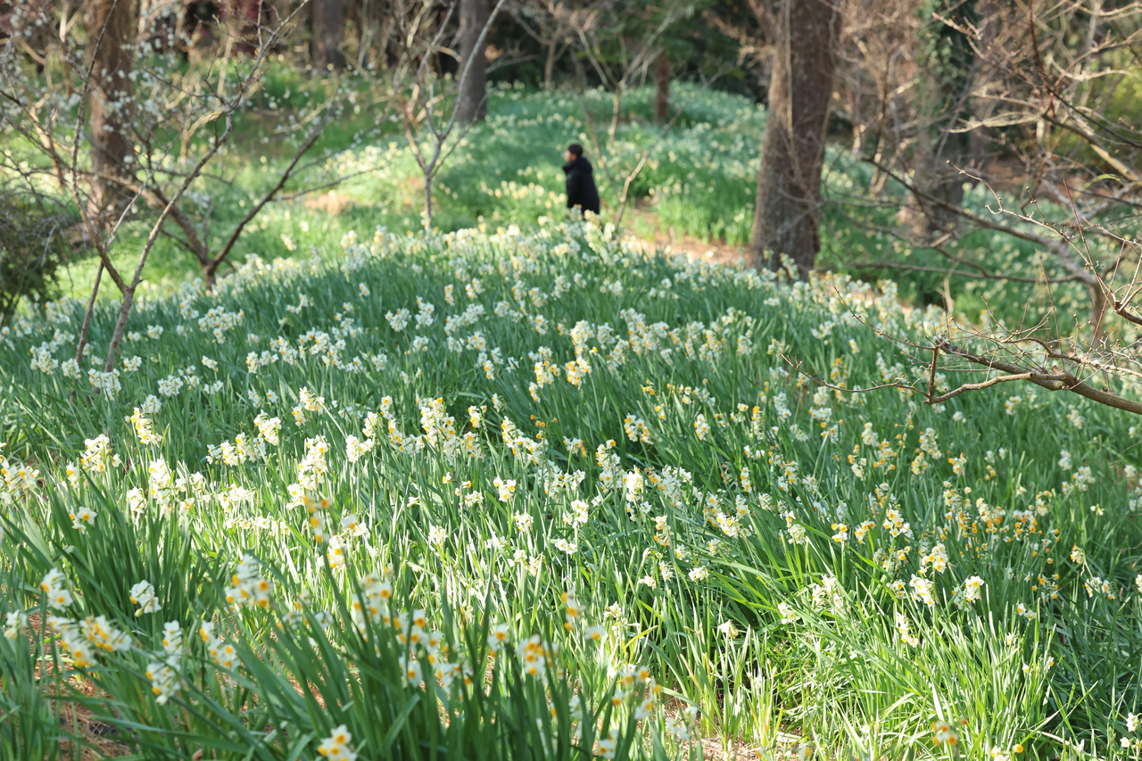 Daffodils bloom at Hallim Park in Hallim-eup on Jeju Island, Tuesday. (Yonhap)