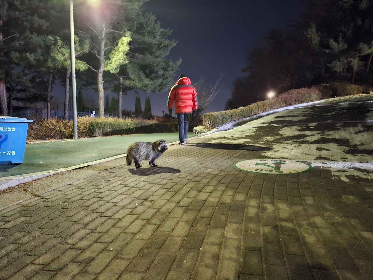 A raccoon dog stands in the middle of the park’s main road where a visitor walks by.  (Shin Ji-hye/The Korea Herald)