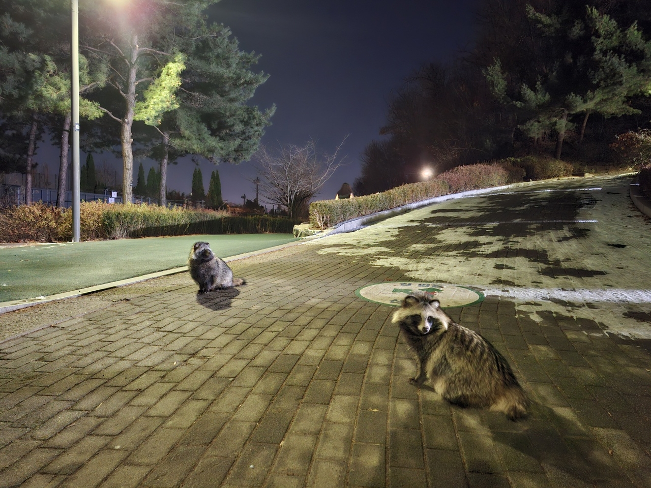 Two raccoon dogs are seen in the middle of the park’s main road.  (Shin Ji-hye/The Korea Herald)