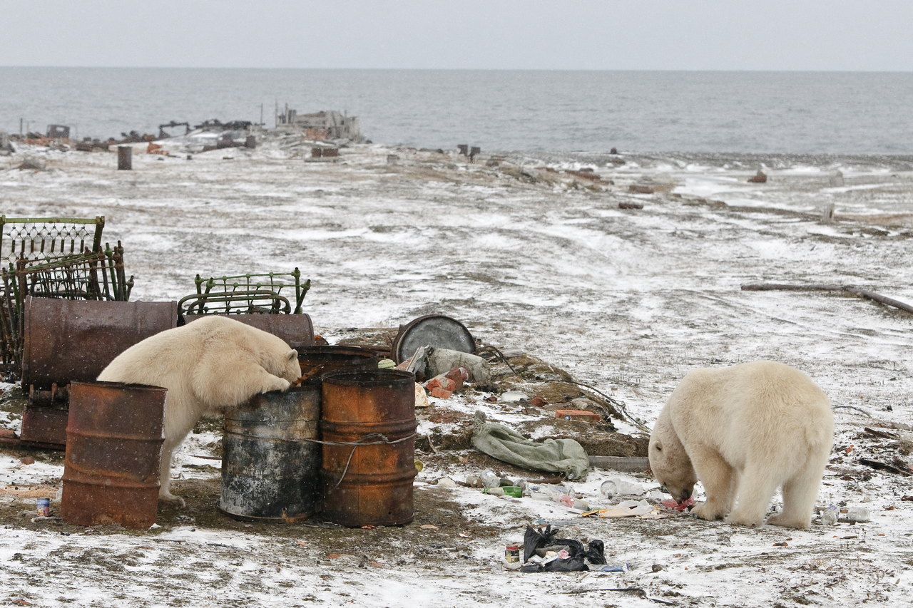 토토 바카라 무리가 민가 쓰레기통을 뒤지고 있다.[WWF 제공]