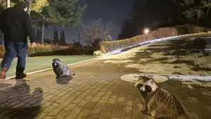 When sun sets, raccoon dogs come out to play in Seoul’s parks