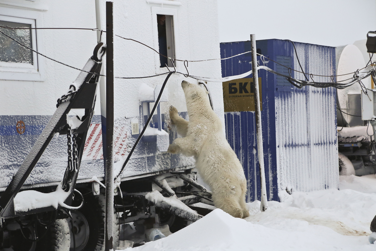 한 토토 바카라 먹이를 찾기 위해 민가 일대를 뒤지고 있다.[WWF 제공]