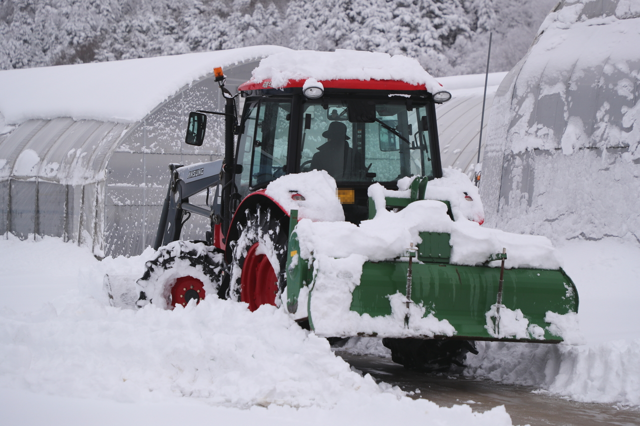 A tractor clears snow Monday morning in Goseong-gun, Gangwon Province, where up to 39.2 centimeters of snow had fallen as of 11 a.m. (Yonhap)