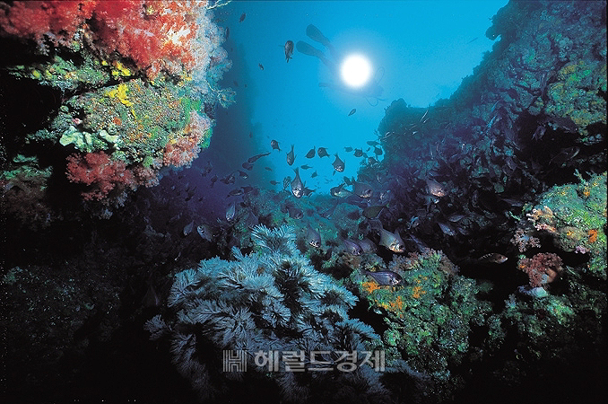 울진 대게가 서식하고 있는 왕돌초 (울진군 제공)