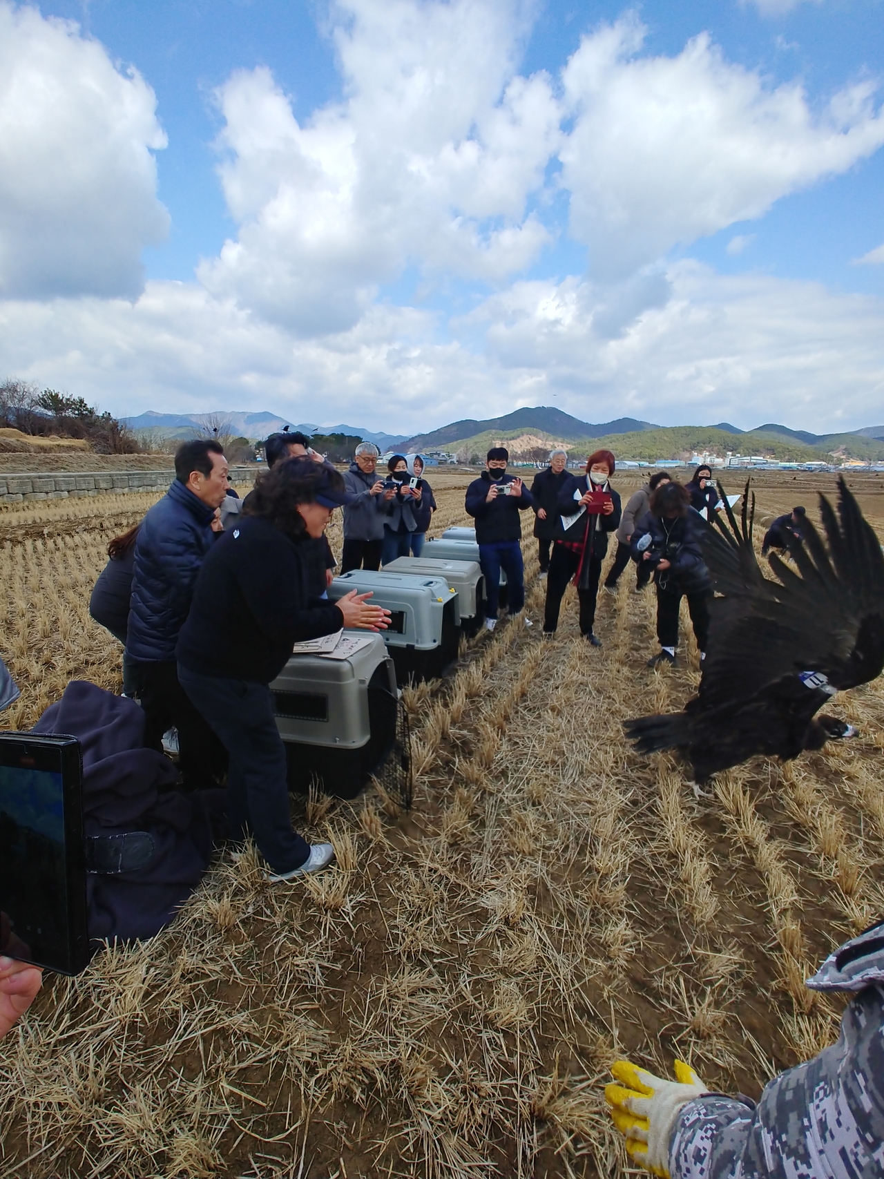 탈진으로 낙동강하구에코센터(부산 사하구 소재)에서 구조된 독수리가 고성군으로 데려와 월동하고 있던 독수리와 함께 다시 몽골로 돌아갔다. [사진제공=고성군]
