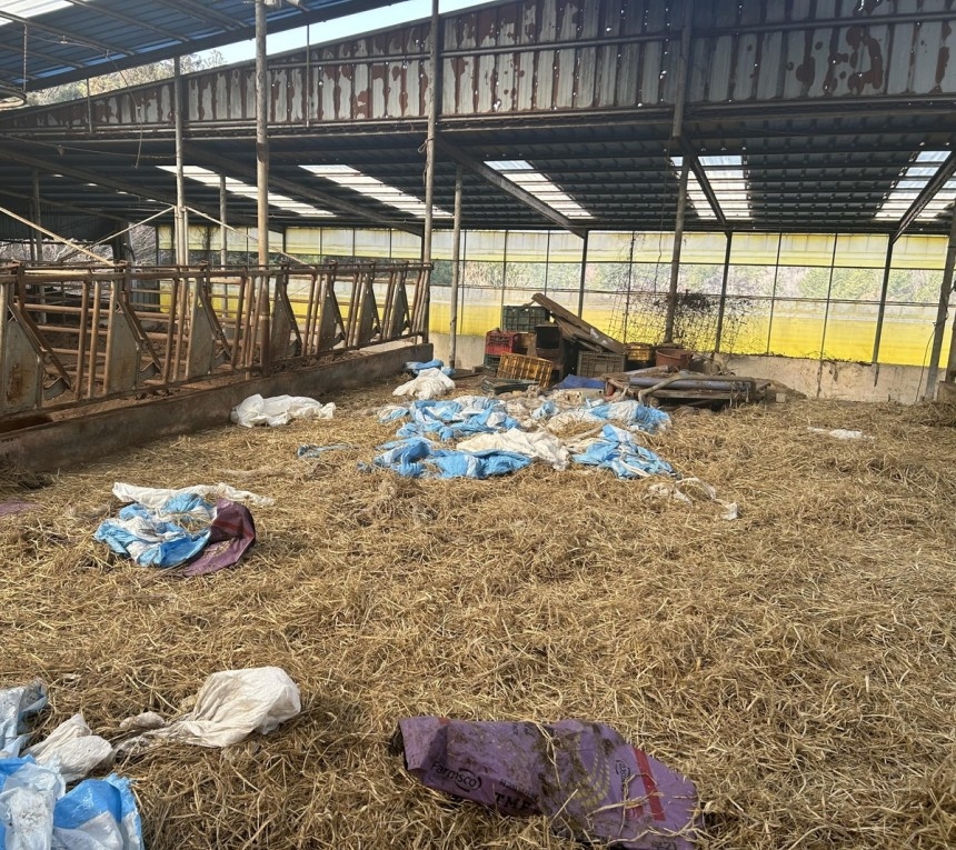 An empty barn where 63 dead cattle were discovered (Haenam Police)