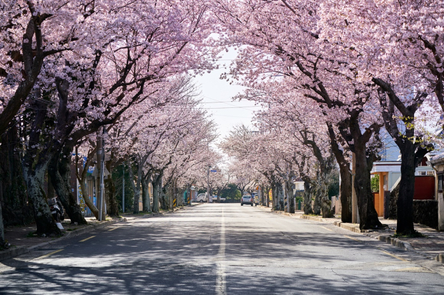 Cherry blossoms at Seogwipo,  Jeju Island (Jeju Tourism Organization)