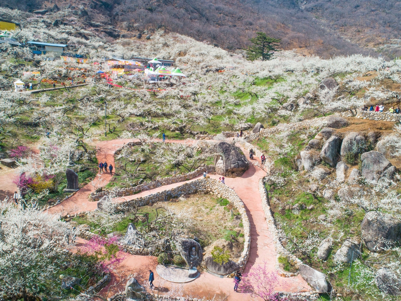Plum blossoms in Gwangyang, South Jeolla Province (Korail Tourism Development)