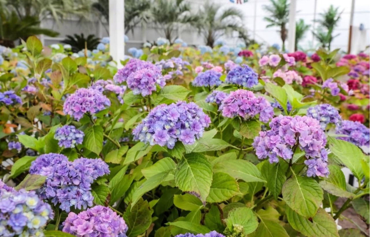 Hydrangeas at Hueree Park on Jeju Island (Hueree Park)