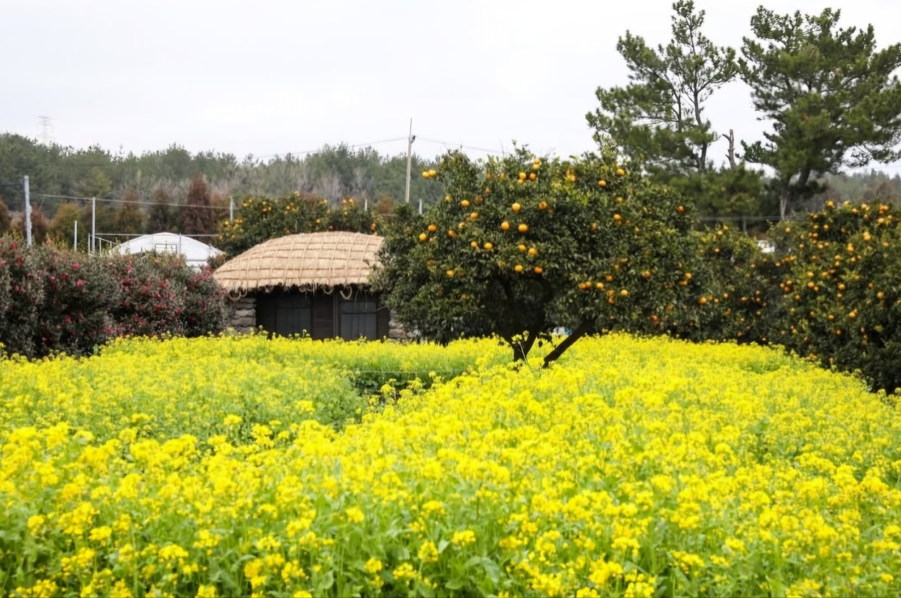 Canola flowers at Hueree Park on Jeju Island (Hueree Park)