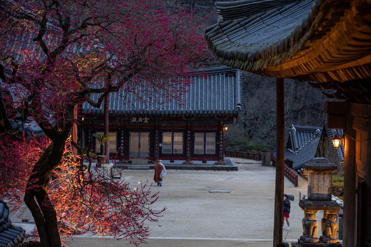 Plum blossoms at Hwaeomsa in Gurye County, South Jeolla Province (Jogye Order of Korean Buddhism)