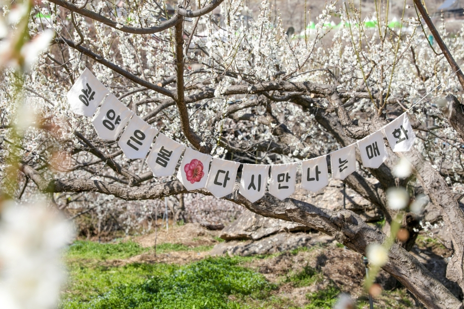 Plum blossoms in Gwangyang, South Jeolla Province (Korail Tourism Development)