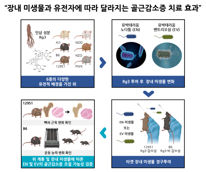 장내 미생물과 유전자에 따라 달라지는 골근감소증 치료 효과.[KIST 제공]