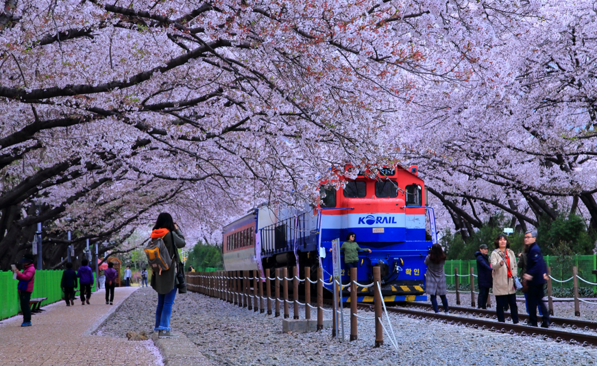 지난해 진해 군항제에서 사진 촬영 명소로 유명한 경화역에서 관광객들이 사진 촬영을 하고 있다. [경남도 제공]