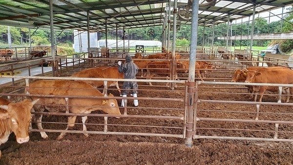 This Dec. 9, 2024, file photo shows cows getting vaccinated for foot-and-mouth disease. (County office of Bonghwa)