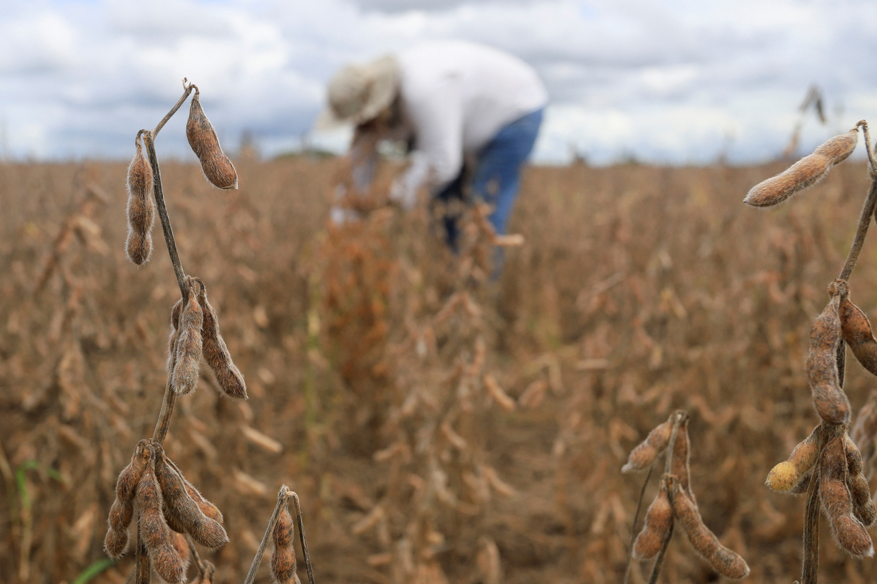 A farmer harvests soybean as fuel shortage is starting to hit farmers' ability to harvest their crops, a concern for the embattled South American country where agriculture has become a key economic driver, in Pailon, Bolivia, Tuesday. (Reuters)