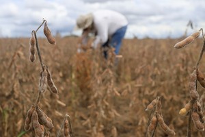 EU countries back looser rules for gene-edited crops