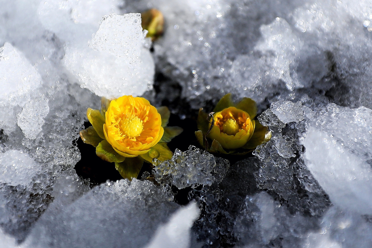Amur adonis flowers are seen blooming in ice at Inje-gun, Gangwon Province on March 12. (Inje-gun Office via Yonhap)